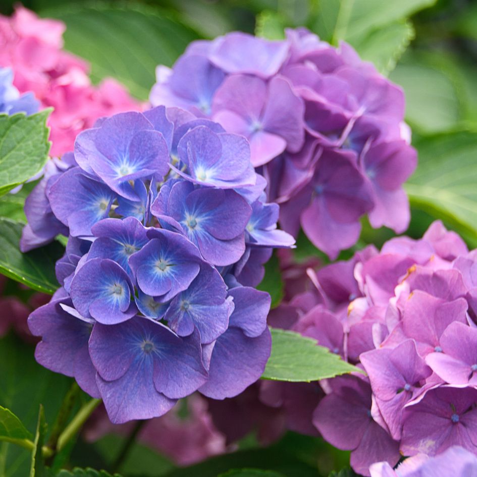 Les Hortensias